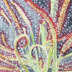 Drosera #2