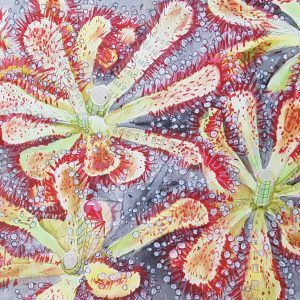 Drosera #3